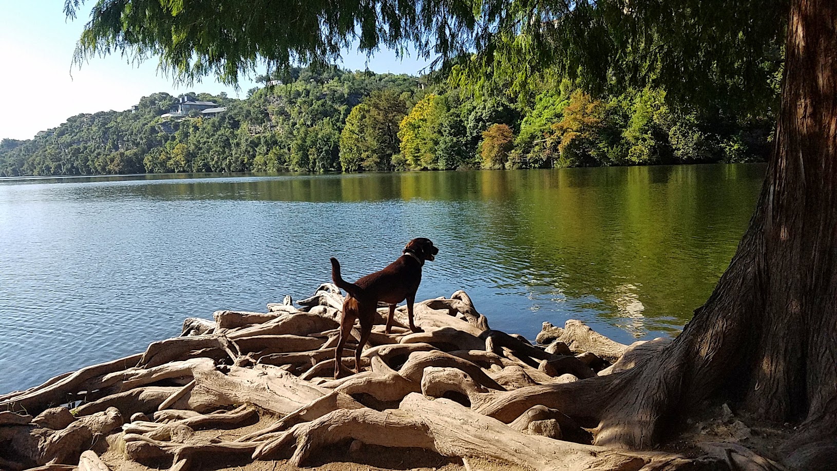 Red Bud Isle dog park