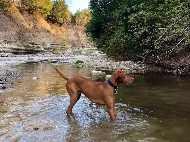 Walnut Creek Metropolitan Park dog park